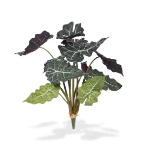 Alokazja Poly na Piku 65 cm