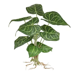 Anturium Clarinervium na Piku 35 cm