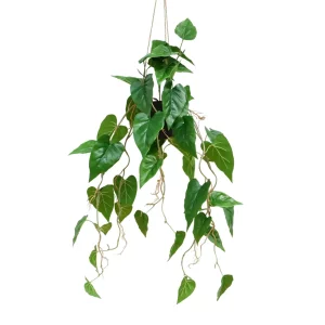 Anturium - Aranżacja w Donicy Wiszącej 95 cm