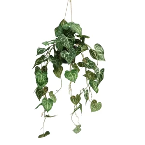 Anturium Clarinervium - Aranżacja w Donicy Wiszącej 95 cm