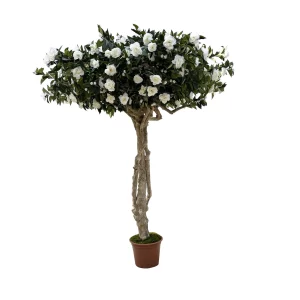 Kamelia Majestic 275 cm