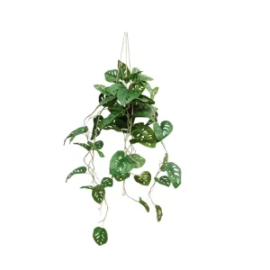 Monstera Monkey w Wiszącej Donicy 95 cm