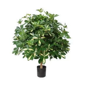 Szeflera Variegata - Kula 110 cm