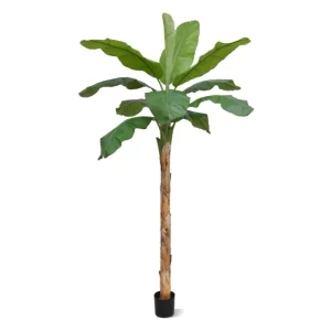 Bananowiec Royal 300 cm