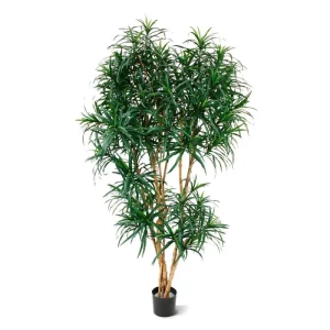 Dracena Reflexa 190 cm