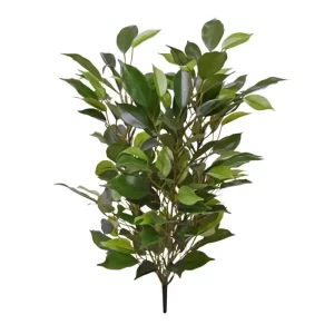 Fikus Natacha na Piku 40 cm