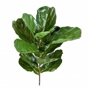 Fikus Lyrata na Piku - 77 cm