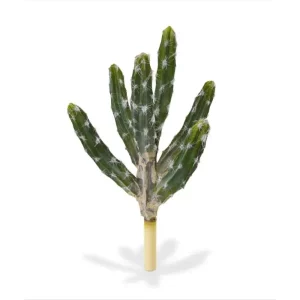 Kaktus Tetragonus na Piku 35 cm