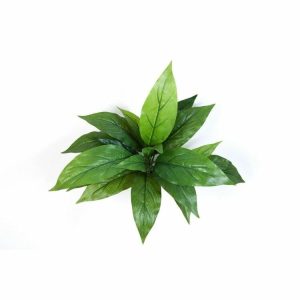 Kordylina na Piku 30 cm Zielony