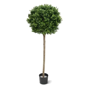 Bukszpan - Kula na Pniu UV 140 cm