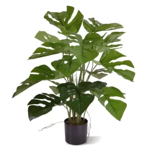 Monstera 50 cm