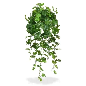 Monstera Wisząca 80 cm