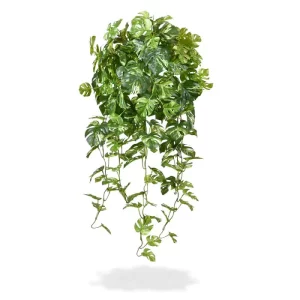 Monstera Wisząca Variegated 80 cm