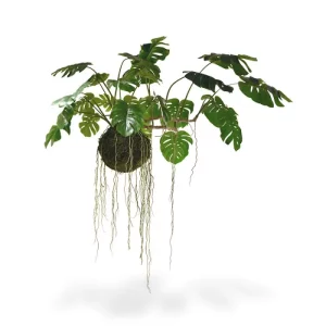 Monstera na Kuli z Mchu 110 cm - 160 cm