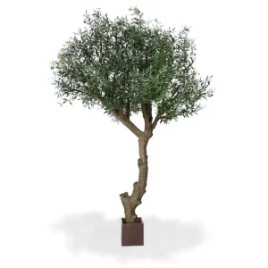 Oliwka - Giant 270 cm