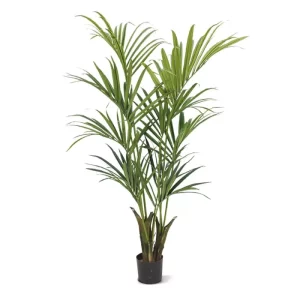 Palma Kentia Naturalna 170 cm