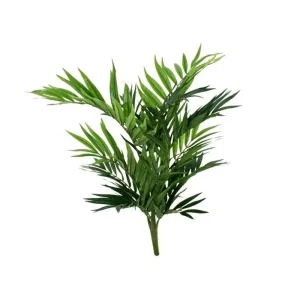 Palma Parlour na Piku 50 cm