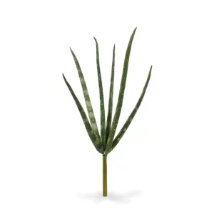 Sansewieria Cylindrica na Piku 20 cm