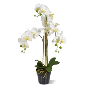 Storczyk Orchidea Phalaenopsis Biały 75 cm