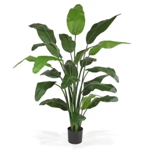 Strelicja Traveller Luksusowa 150 cm