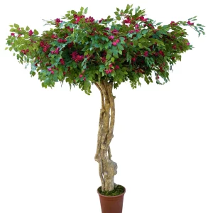 Bugenwilla 250 cm/275 cm