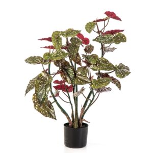 Begonia Maculata 90 cm