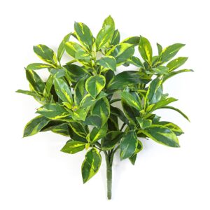 Fagraea Ceilanica na Piku 45 cm