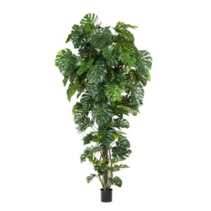 Filodendron Tropikalny 280 cm