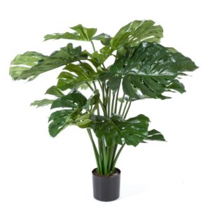 Monstera 100 cm