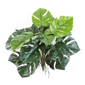 Monstera Deliciosa na Piku 60 cm