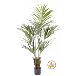 Palma Kentia 150 cm - Produkt Trudnopalny FR