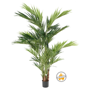 Palma Kentia 270 cm - Produkt Trudnopalny FR
