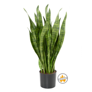 Sansewieria Zielona 90 cm - Produkt Trudnopalny FR