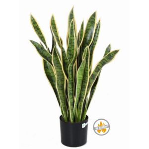 Sansewieria Żółto - Zielona 90 cm - Produkt Trudnopalny FR