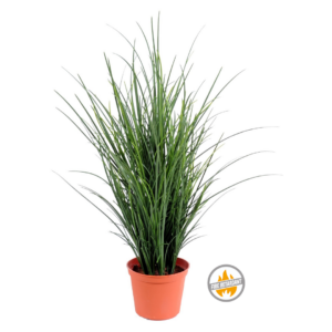 Trawa Drobna 60 cm - Produkt Trudnopalny FR