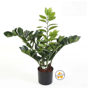 Zamiokulkas 60 cm - Produkt Trudnopalny FR