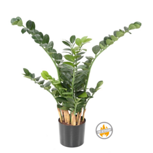 Zamiokulkas 90 cm - Produkt Trudnopalny FR