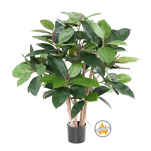 Fikus Elastica 90 cm - Produkt Trudnopalny FR