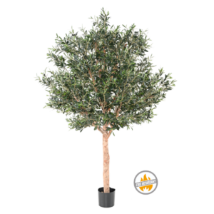 Oliwka z Owocami 210 cm - Produkt Trudnopalny FR