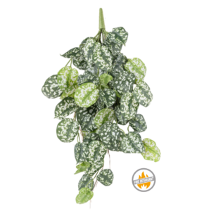 Bluszcz Scindapsus 60 cm - Produkt Trudnopalny FR