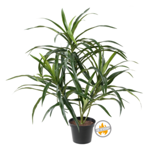 Dracena Anita 40 cm - Produkt Trudnopalny FR