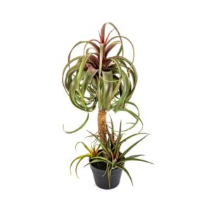 Tillandsia Streptophylla 80 cm