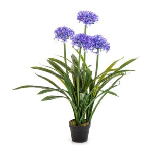 Agapant Niebieski 100 cm