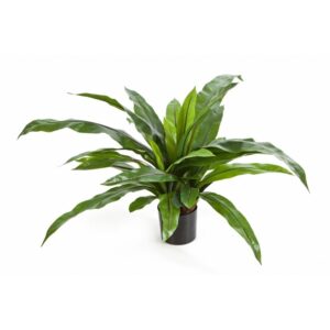 Paproć Asplenium 80 cm