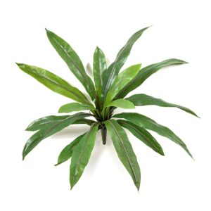 Paproć Asplenium na Piku 40 cm