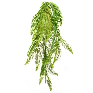 Paproć Boston Wild Wisząca 60 cm