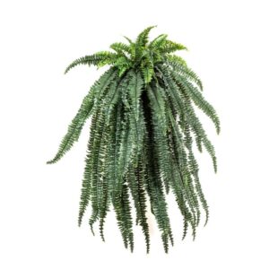 Paproć Boston Wisząca 150 cm