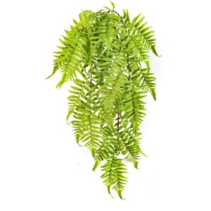 Paproć Cynamonowa Wisząca 60 cm