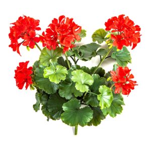 Pelargonia Czerwona na Piku UV 40 cm