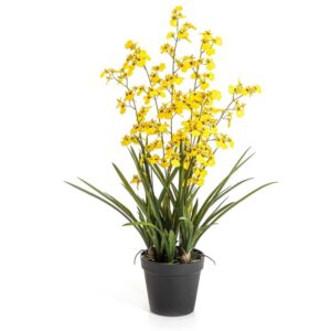 Storczyk Orchidea Oncidium Żółty 100 cm